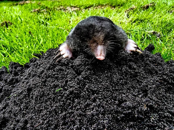 Ein Maulwurf Garten — Stockfoto