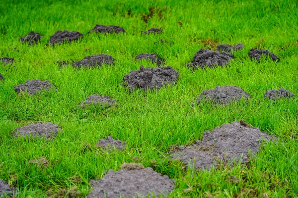 Una Talpa Giardino — Foto Stock