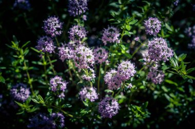 lezzetli satureja hortensis lezzetli mutfak otları