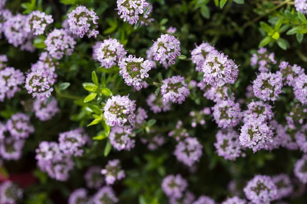 Savory Satureja Hortensis Delicious Kitchen Herbs — Stock Photo, Image