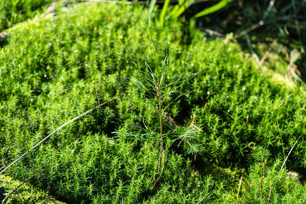 Terrain Mousse Dans Réserve Naturelle Bruyère Fischbek — Photo