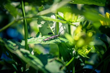 Moschusbock aromia moschata Bahçedeki bir uzun boynuzlu böcek