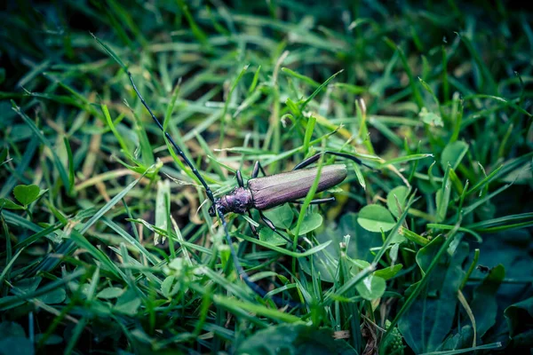 在花园里有一只长角甲虫 它身上散发着麝香和麝香 — 图库照片