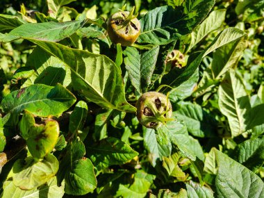 Yeşil yapraklı kahverengi Mespilus Germanica elması.