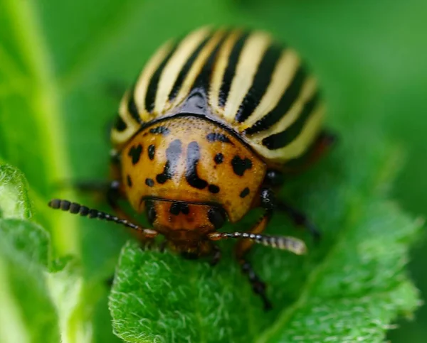 Scarabeo Colorado Distrugge Foglie Delle Piante Patate — Foto Stock