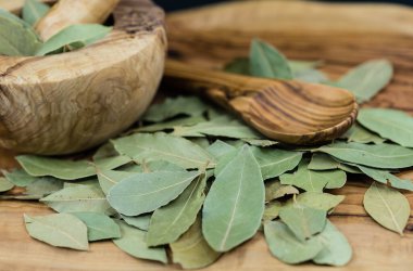 Koyun yaprakları ve ardıç meyveleri zeytin ağacında