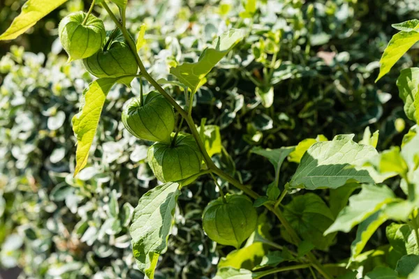 Fruta Laranja Physalis Peruviana Flor Lanterna Chinesa — Fotografia de Stock