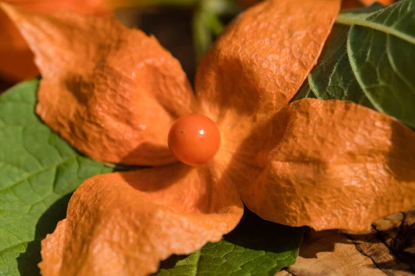 Die Orangefarbene Frucht Physalis Peruviana Chinesische Laternenblume — Stockfoto