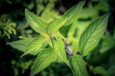 Salvia Enfes Ananas Çiçeği