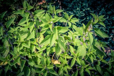 Salvia Enfes Ananas Çiçeği