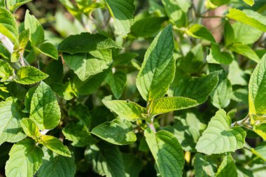 Salvia Enfes Ananas Çiçeği