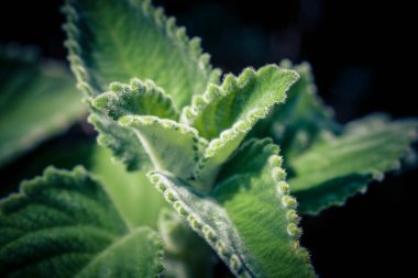 Avustralya limon yaprağı Plectranthus türü Mont Carbine