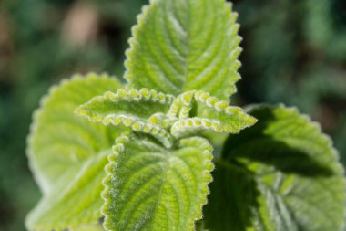 Avustralya limon yaprağı Plectranthus türü Mont Carbine
