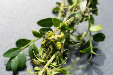 Boxwood güvesi tırtıl Cydalima perspektifi