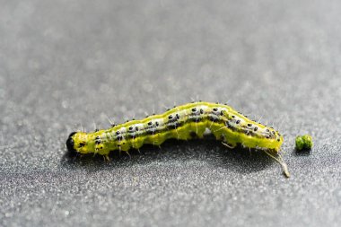 Boxwood güvesi tırtıl Cydalima perspektifi