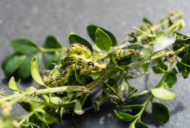 Boxwood güvesi tırtıl Cydalima perspektifi