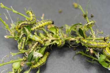 Boxwood güvesi tırtıl Cydalima perspektifi