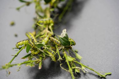 Boxwood güvesi tırtıl Cydalima perspektifi