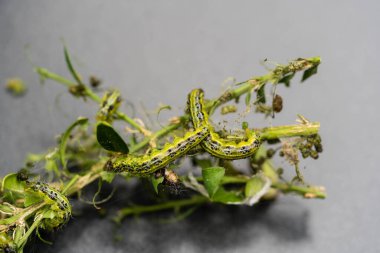 Boxwood güvesi tırtıl Cydalima perspektifi