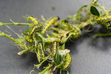 Boxwood güvesi tırtıl Cydalima perspektifi