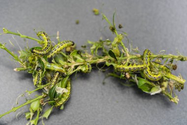 Boxwood güvesi tırtıl Cydalima perspektifi