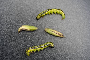 Boxwood güvesi tırtıl Cydalima perspektifi