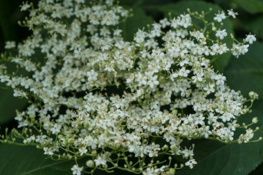 Böğürtlen tarlasında siyah mürver.