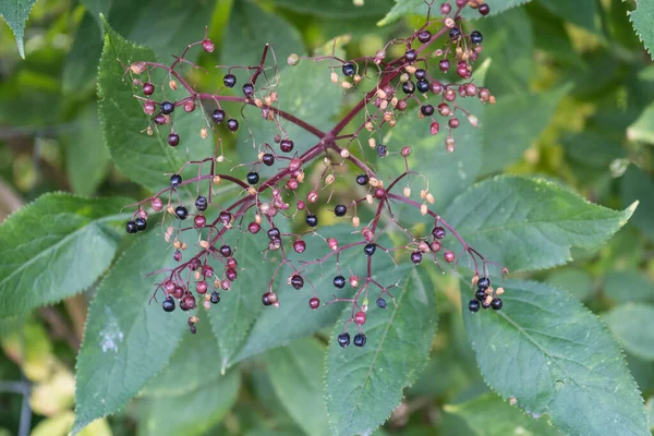 black elderberries sambucus at an elderberry bush