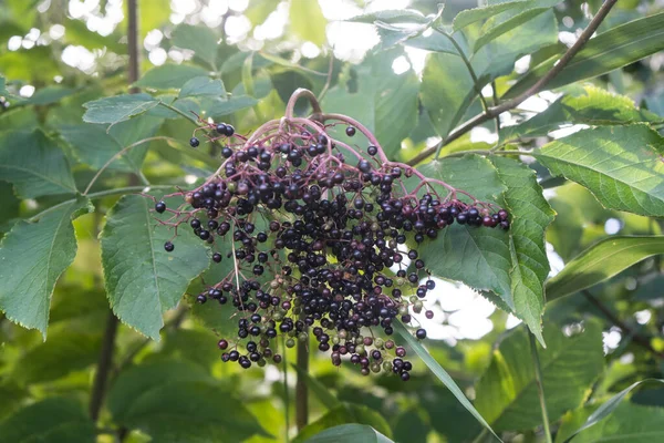 black elderberries sambucus at an elderberry bush
