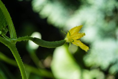Bahçemizden yeni toplanmış salatalıklar.