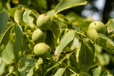 Ceviz ağacının meyveleri.