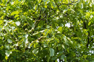 Ceviz ağacının meyveleri.