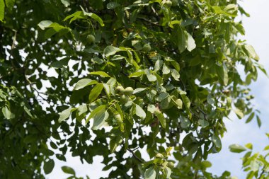 Ceviz ağacının meyveleri.