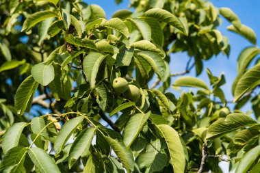 Ceviz ağacının meyveleri.
