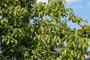Ceviz ağacının meyveleri.
