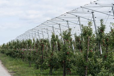 Hamburg 'un yanındaki elma ağaçları