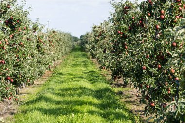 Hamburg 'un yanındaki elma ağaçları
