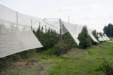 Hamburg 'un yanındaki elma ağaçları