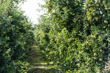 Hamburg 'un yanındaki elma ağaçları