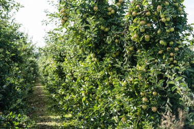 Hamburg 'un yanındaki elma ağaçları