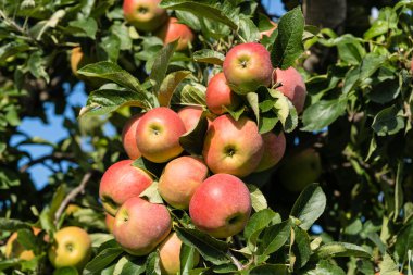Hamburg 'un yanındaki elma ağaçları