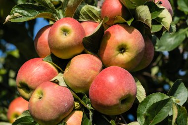 Hamburg 'un yanındaki elma ağaçları