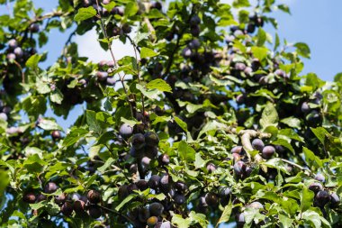 Hamburg 'un yanındaki prunus domestica.