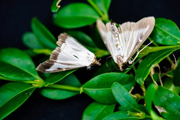 Boxwood güvesi Cydalima perspektifi