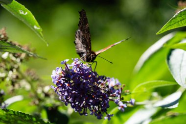 Tavus kuşu kelebeği kelebek çalılığında Buda Daviddii 