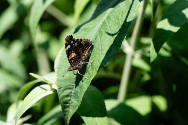 Tavus kuşu kelebeği kelebek çalılığında Buda Daviddii 