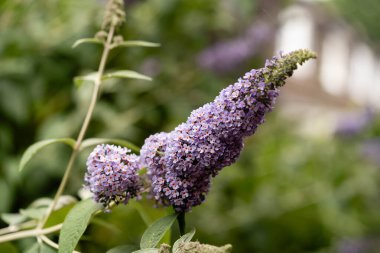 Tavus kuşu kelebeği kelebek çalılığında Buda Daviddii 