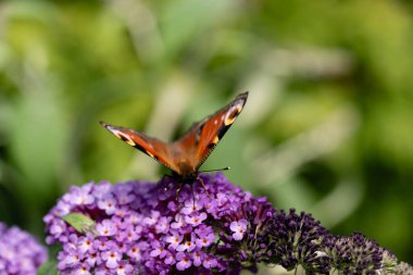 Tavus kuşu kelebeği kelebek çalılığında Buda Daviddii 