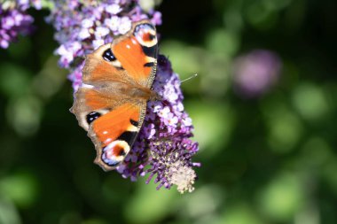 Tavus kuşu kelebeği kelebek çalılığında Buda Daviddii 