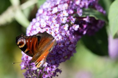 Tavus kuşu kelebeği kelebek çalılığında Buda Daviddii 